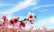 借桃花抒情的句子