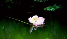 用花描述心静的句子