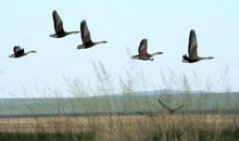 描写大雁的古诗词