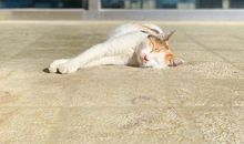 祝每天都开心的句子