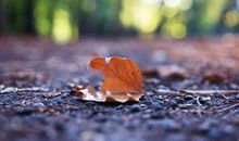 关于秋天的心情说说