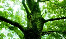 描写树的古诗句