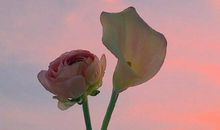 对暗恋人的失望的句子