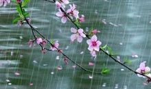 描写春雨的话