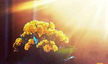 给客户的走心的问候短信