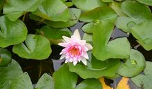 描写荷花荷叶的段落