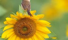 上班一年的心情说说 工作一年的感想精美文句