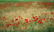 做人不忘初心的说说 关于人不能忘本的说说