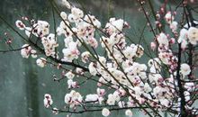 关于梅花的优美句子