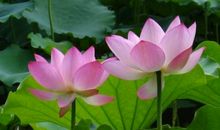 描写荷花荷叶的句子