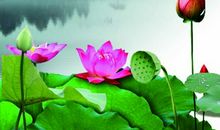 关于廉政建设的名言