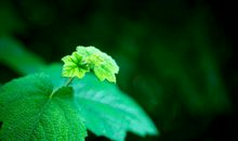 抒写亲情的优美句子