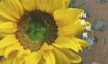 描写亲情的句子细腻