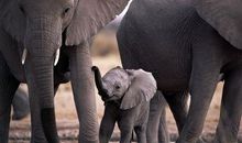 珍惜母爱包容一切的亲情的句子