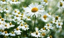 亲情温暖的短句子说说心情