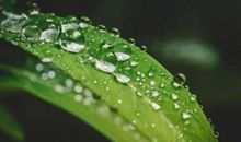 赞美春雨的好句子 描写春雨的优美短句子