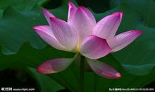 做自己开心的事句子