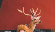 对母亲的感恩的话句子