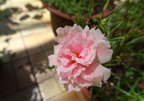 它就会开花
