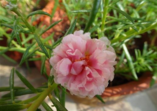 花有薰衣草
