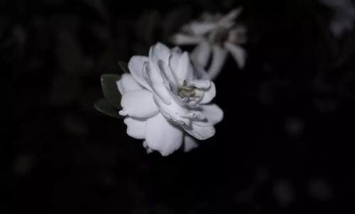 编辑整理了一些关于家庭的古诗词和句子