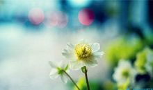 简短低调秀恩爱的优美句子