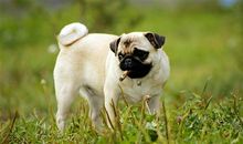 发狗狗的幽默说说 朋友圈发狗配什么文字