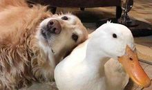 搞笑又欠揍的句子 一句很秀很皮的句子