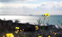 关于找到开心的句子