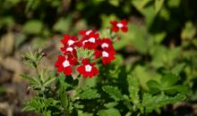 歌颂亲情的简短的句子