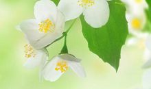 关于人类亲情的句子