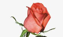 搞笑的心情开心句子