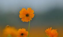 比喻开心的开心的句子