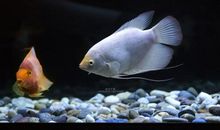 看着鱼儿开心的句子