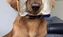 幽默高兴开心的句子