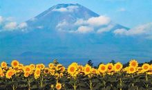 关于秋天景物描写的简短句子摘抄