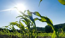 关于风景的比喻句