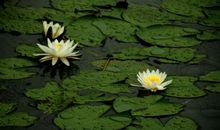 心静自然凉相似的句子