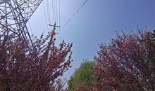 对柳絮过敏的说说