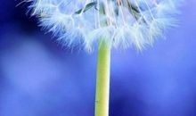 表达可爱开心的句子大全