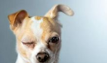 描写幽默开心的句子