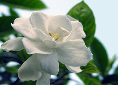    关于garden子的美丽句子  1