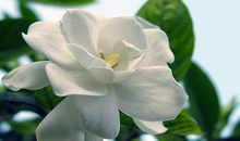 关于栀子花的优美句子