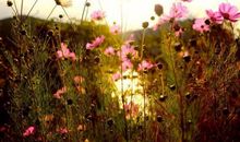 读书好开心的有诗意的句子