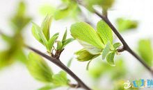 描写春天有关的句子