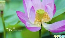 《步步惊心》经典优美台词 《步步惊心》最美的十句话