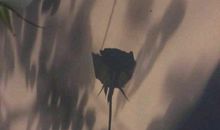 感悟人生感恩的句子大全