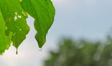 关于雨后的优美句子