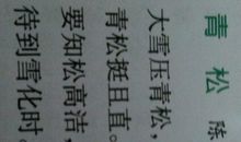 赞美松树的诗句