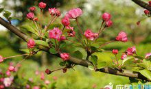 描写关于春天的词语和句子